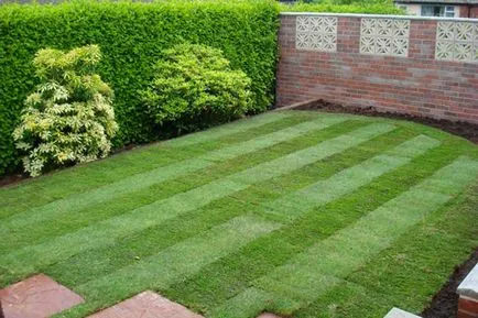 Lawn cu propriile sale mâini, cum se face gazon la cabana, plantarea în primăvară, ca scroafa, pus în scenă o fotografie, video