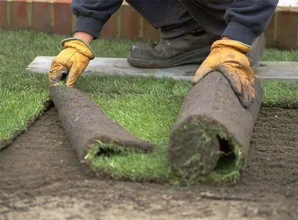 Lawn în țară modul de a face un gazon verde, cu propriile sale mâini (iarba de plantare) Lawn în țară modul de a face un gazon verde, cu propriile sale mâini