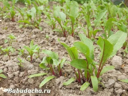 În cazul în care, atunci este mai bine pentru a planta sfecla, cabana