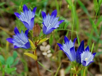 Fotografii de flori de grădină cu nume