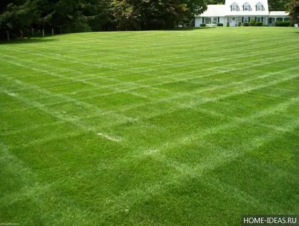 Lawn în țară cu propriile mâini
