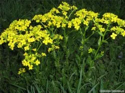 plantă muștar - fotografie, plantare, aplicare