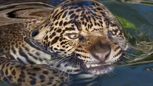comercial-free oras