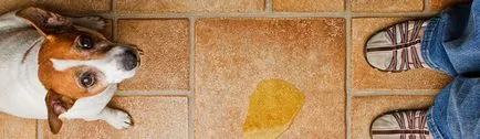 Igiena în casă, în cazul în care el trăiește un câine (câine) Igiena în casa în care trăiește câinele