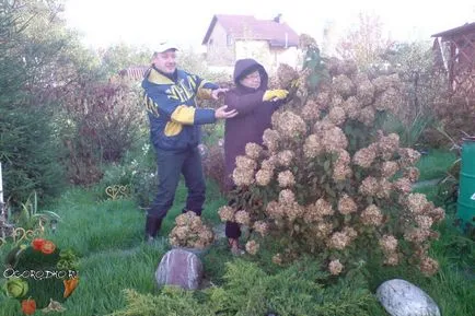 Hortensie, de plantare și îngrijire - doar 4 reguli pentru cultivarea de succes (de plantare) Hortensie, de plantare și îngrijire - doar 4 reguli pentru cultivarea de succes