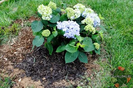 Hortensie, de plantare și îngrijire - doar 4 reguli pentru cultivarea de succes (total) Hortensie, de plantare și îngrijire - doar 4 reguli pentru cultivarea de succes