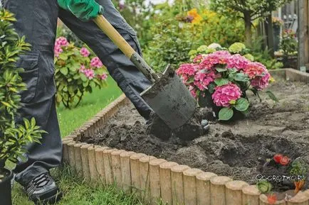 Hortensie, de plantare și îngrijire - doar 4 reguli pentru cultivarea cu succes a (ingrijire) Hortensie, de plantare și îngrijire - doar 4 reguli pentru cultivarea de succes