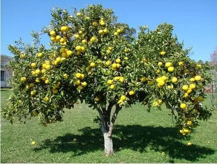 ulei de grapefruit - beneficii, daune, utilizarea