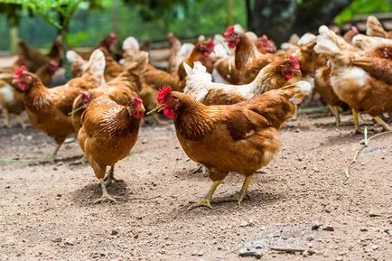 lucruri interesante despre cocoșii și pui (proprietarul sa dus la gazda) fapte interesante despre masculii și femelele