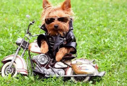 Numele pentru băieți Yorkies frumos, moda (toate cele de mai sus ar trebui să fie) Numele pentru băieți yorkshire frumos, la modă