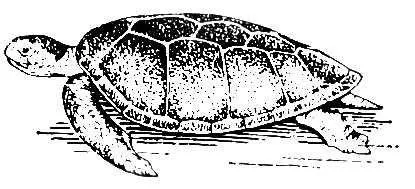 Turtles respira