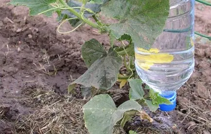 Cât de des și cum să ude castraveți în teren deschis