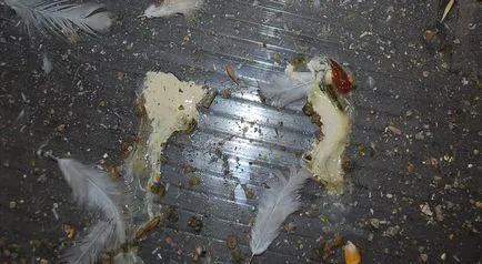 Cum și ce pentru tratamentul diareei la puii de gaina cauze, sfaturi și recomandări de păsări de curte Fermierilor (cauza) Cum și ce pentru tratamentul diareei la puii de gaina cauze, sfaturi și recomandări de păsări de curte Fermierilor
