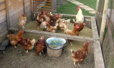 Cum și ce pentru tratamentul diareei la puii de gaina cauze, sfaturi și recomandări de păsări de curte Fermierilor (diaree) Cum și ce pentru tratamentul diareei la puii de gaina cauze, sfaturi și recomandări de păsări de curte Fermierilor