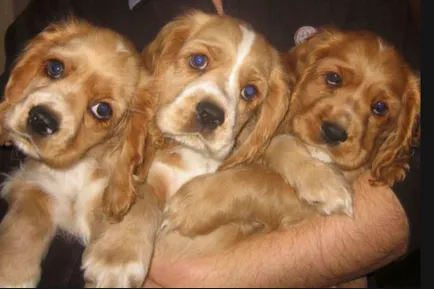 Cum și ce să se hrănească Cocker Spaniel - 23 martie 2016 - un câine sănătos (câine) Cum și ce să se hrănească Cocker Spaniel - 23 martie 2016 - un câine sănătos