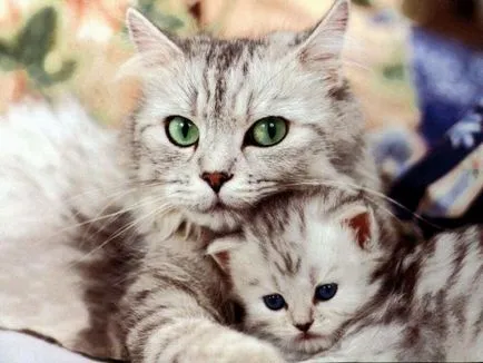 Cum de a muta o pisica