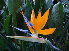 Strelitzia - pasăre de paradis