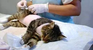 Sterilizarea pisicilor face ca operațiunea să aibă grijă de un animal de companie și mese