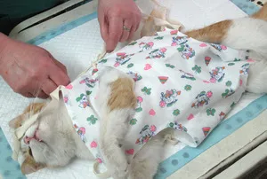 Sterilizarea pisicilor face ca operațiunea să aibă grijă de un animal de companie și mese