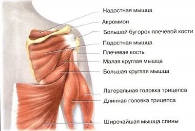 Structura articulației umărului uman