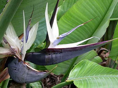 Strelitzia (pasăre de flori paradis) de îngrijire, creștere în grădină și în interior (îngrijire) Strelitzia (pasăre de flori paradis) de îngrijire, creștere în grădină și în interior