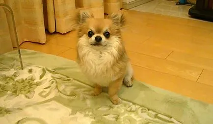 Cositul chihuahua și variantele sale cu fotografii și video