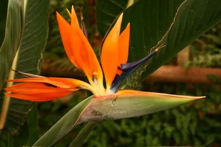 Strelitzia tipuri de casa, de îngrijire și de propagare