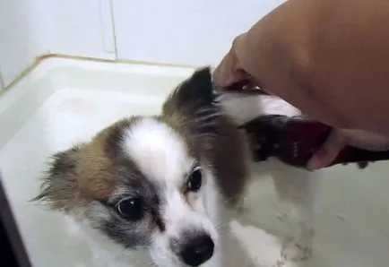 Cositul chihuahua și variantele sale cu fotografii și video