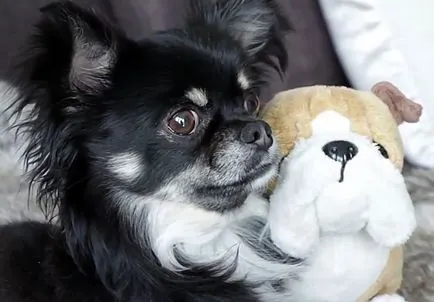 Cositul chihuahua și variantele sale cu fotografii și video