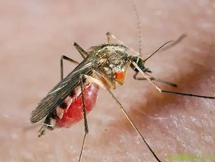 Țînțari facilitează tratamentul infecțiilor fungice