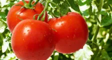 Cum sa scapi de furnici în grădină, o casă frumoasă și grădină