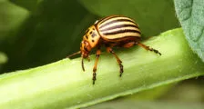 Cum sa scapi de furnici în grădină, o casă frumoasă și grădină