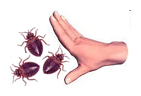 Cum sa scapi de bug-uri de pat in casa pe cont propriu, rapid și permanent descrierea metodelor