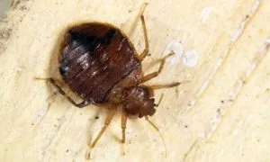 Cum să scapi de bug-uri de pat pentru bine intr-un apartament de la metode eficiente de acasă (metode) Cum să scapi de bug-uri de pat pentru bine intr-un apartament de la metode eficiente de acasă