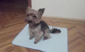 Care cereale pot fi câini și ceea ce ei da, „da laba“