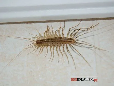 Cum sa scapi de miriapozi pe ecran plat este ușor!