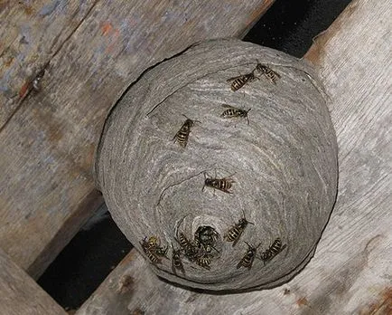 Cum să scapi de viespi și albine în grădină și în casă ajunge să cunoască modalități eficiente de a (a scăpa de) Cum să scapi de viespi și albine în grădină și în casă ajunge să cunoască modalități eficiente
