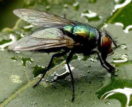 Ce zboară musca