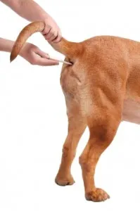 Cum se măsoară temperatura unui câine