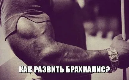 Cum de a construi un super brahial de pompare brahial (brachialis) Cum de a construi un super brahial de pompare brahial