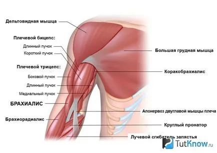 Cum de a construi brachialis și creșterea biceps