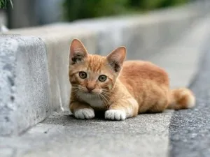 Cum de a numi liniile directoare pisicuțe pentru a alege un nume (pisoi) Cum de a numi recomandări kitten în numele selecției