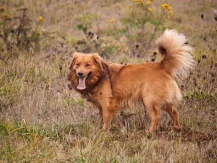 Care cereale este mai bine să se hrănească câinele (câine) Care cereale este mai bine să se hrănească câinele