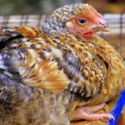 Deoarece robinetul fertilizează fotografie de pui și video de revizuire