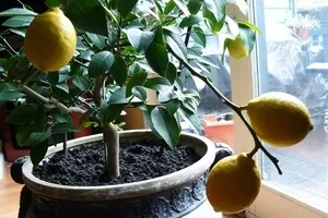 Cum de transplant de o lamaie la plante magice acasă