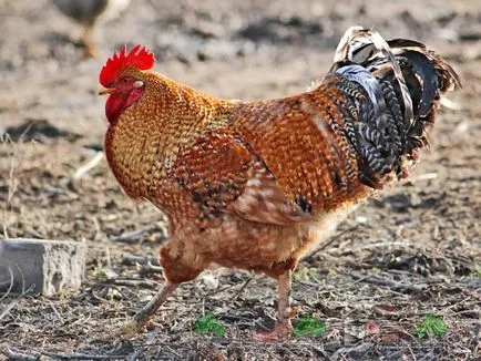 Deoarece robinetul fertilizează fotografie de pui și video de revizuire