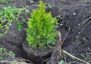 Cum să planteze tuia în teren deschis
