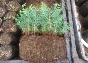 Cum să planteze tuia în teren deschis