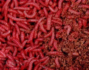 Cum să picteze în larve roșii (și orice alte) culoare și aromă de la domiciliu
