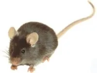 Cum de a prinde un mouse